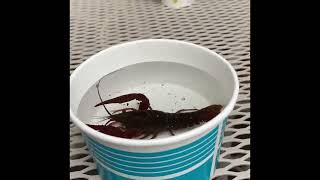 Catching a crawdad