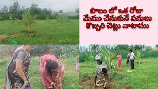 A Day at Our Farm # మా పొలంలో చెట్లు నాటాము ఇదే సరైన సమయం ఇవి నాటాక చూడముచ్చటగా ఉంది తోట FARM UPDATE