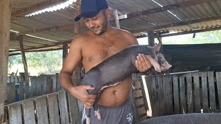 LEITOES PIETRAN P.O DISPONÍVEIS PARA VENDA 26 DIAS DE VIDA EM CACHOEIRINHA PE