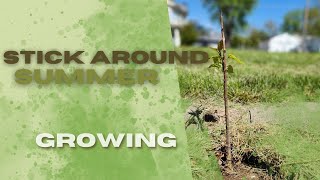 Stick Around Summer | Growth Pt 1 | Pastor Pat Rankin ~ May 5, 2024