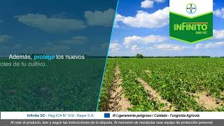 Protege tu cultivo de papa con Infinito® | Agro Bayer