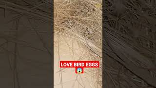 LOVE BIRDS EGGS#shorts #lovebirds #lovebird #egg