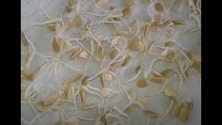 Accidental germination of Spaghetti Squash Seeds |  9-10-24 | SEE DESCRIPTION FOR MORE INFO | Thanks