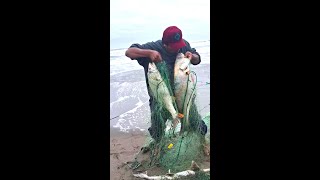 Mira!!. Pescadores Sacan su Red y no te Imaginas los Pescados Gigantes que Atrapan en Mar