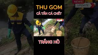 Cả tấn cá chết trắng hồ, công nhân tích cực thu gom ở Đà Nẵng #shorts #tintuc #tintức24h #thoisu