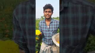 🏵️சாமந்தி பூ அறுவடை 🏵️🌻