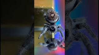 Spider sees its own reflection #lol #funny #bruh #meme #memes #shorts #trending #capcut #subscribe