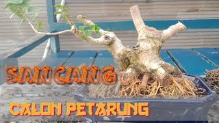 mame sancang petarung