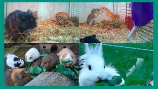 Collecting Forage & Bonding All 5 Gerbils!