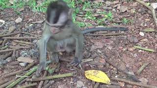 Baby Monkey behind Of Angkor Wat Temple in Cambodia Just Born almost a week Feeling So Hungry.