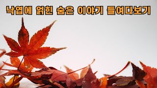 낙엽에 얽힌 숨은 이야기 들여다보기