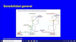 Alteraciones de la sensibilidad Dr Fata