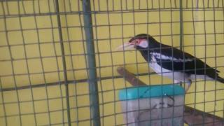 Burung Jalak Suren Gacornya Ngaco