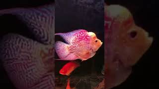 Parrot. Flowerhorn. Bonsai. Super red Texas mixed cichlid tank