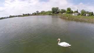 Sylvan lake deer swan