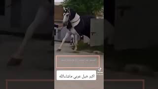 اضخم حصان فى العالم 💪💪💪💪💪💪