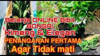 PENANGANAN PERTAMA AGAR TIDAK MATI!!!! BELANJA ONLINE BIBIT BONSAI KIMENG&ELEGAN