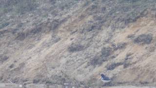 Austernfischer bei Eilenburg - Sprotta an der Kiesgrube _  oystercatcher _ Vogelbeobachtung