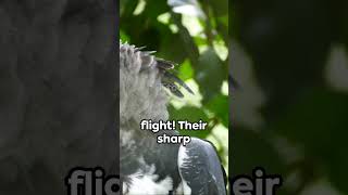 Harpy Eagle 🦅🦃