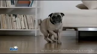 Vetril - Comercial de TV - Propaganda com Pug