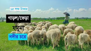 নদীর চরে গাড়ল/ভেড়া লালন পালন করে লাভবান, বর্তমান ১৫ লক্ষ টাকার গাড়ল- Krishi Bicitro-13- কৃষি বিচিত্র