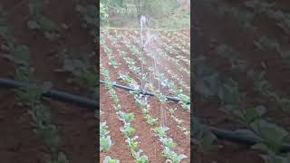 sprinkler irrigation on cauliflower