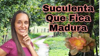 Suculenta Que Fica Madura