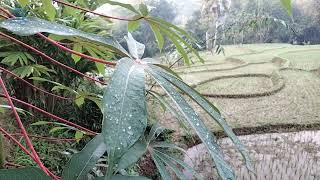 Suasana pesawahan pagi hari ditambah alunan seruling dan kicauan burung dialam ||Pemandangan sawah