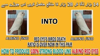 یہ جوڑا لگا کر 28 ہزار کا منافع حاصل کریں | PRODUCE 💯% STRONG ALBINO RED EYES | AA BIRDS INFORMATION