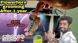 1 year Adult Flowerhorn grooming tips 🔥|  சூப்பர் டிப்ஸ் மக்களே💕😎 | @aquapetsfarmtamil4785