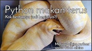 Proses Python makan 1 ekor ayam | Sanca albino