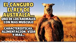 EL CANGURO- REY DE AUSTRALIA (UNO DE LOS ANIMALES CON MAS MUSCULO)...