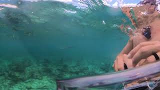 Nurse Sharks @ Babylon Reef