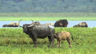 Wild India: Mother and Child