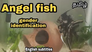 Angel fish gender identification | Easy method | Aquapets & farm