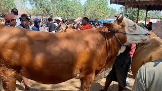 15500‼️ SIMENTAL SUPERR JUMBO || Full Doro & Babon super Harga Ekonomis || Pasar Jatirogo