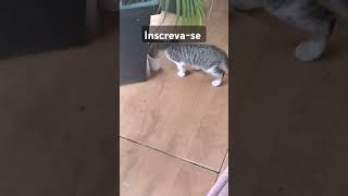 #motivacional #motivação #nandopinheiro #viralvideo #cat #adote #gatos #pets #edits