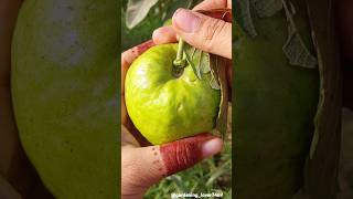 Fruit harvesting 🍐🍑🍓🥝🫒🍇 #seasonal #fruitfarming #fruit #fruitharvesting @gardening_lover7469