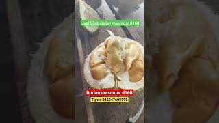 bibit durian masmuar  jualbibit durian berbagai jenis ,tlpwa 085647605995