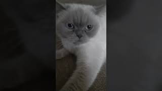 do you like this cat