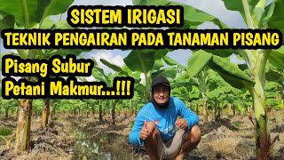 Teknik Pengairan Pada Tanaman Pisang || Sistem Irigasi ||