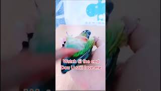 Smart and lovely little budgies #part-1