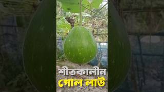 শীতকালীন গোল লাউ। গোল লাউ চাষ। গোল লাউ চাষ পদ্ধতি। গোল লাউ। #shorts