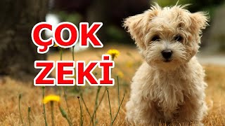 DÜNYA'NIN EN ZEKİ 10 KÖPEK IRKI