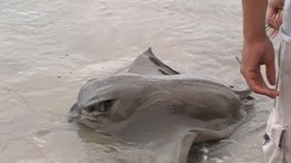 Bat Ray Caught from Surf