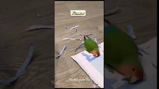 Smart and lovely little budgies #part-1