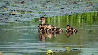 Ring necked Duck and Ducklings (5 July 2023)