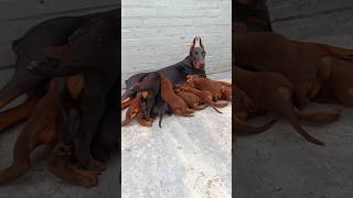 Dobermann europeu 🇷🇺🇧🇷🔥🏅 #gunsnroses #doglover #dog #puppy #dogowner #dobermann #doberman #dogs #pup