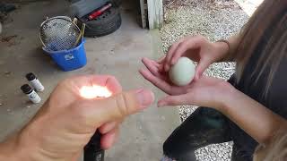 Candling an Egg