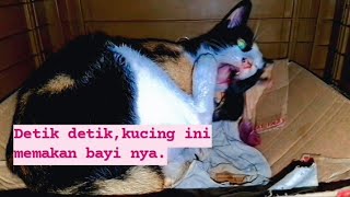 detik detik,kucing memakan bayi nya.